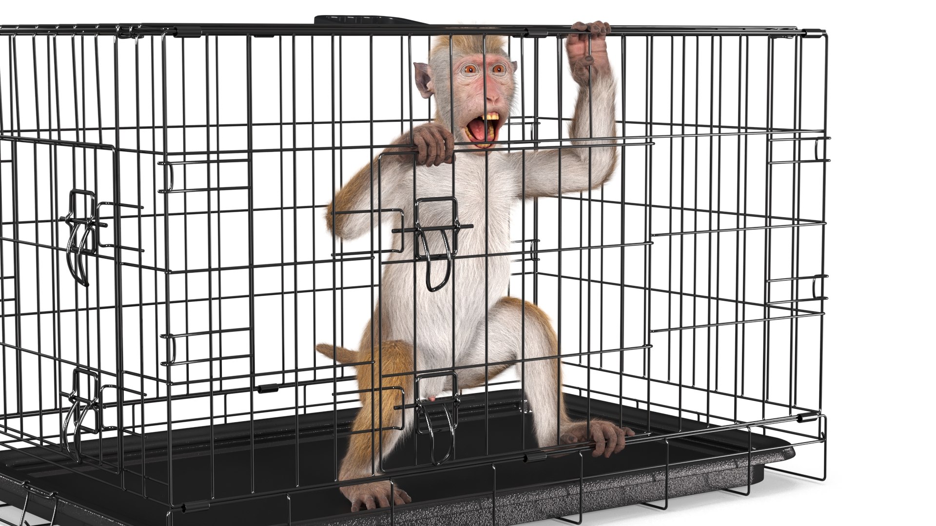 Aggression Brown Macaque Isolated in Cage Fur for Cinema 4D 3D model preview
