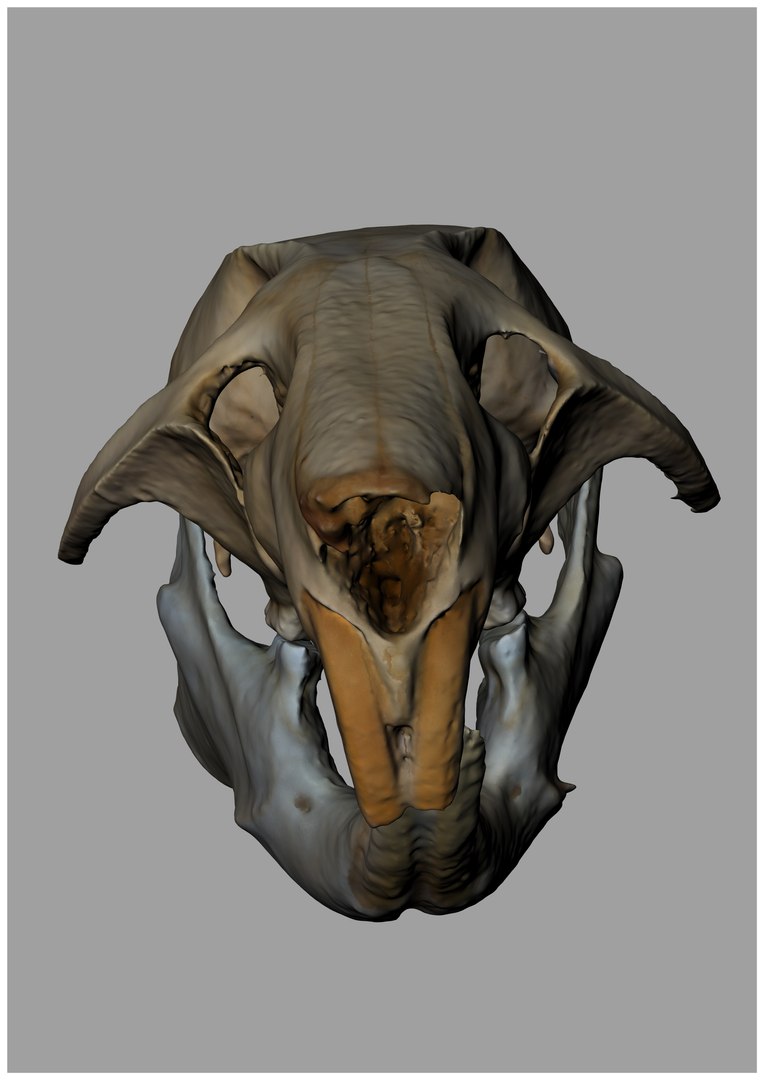 Rat Skull 3d Model