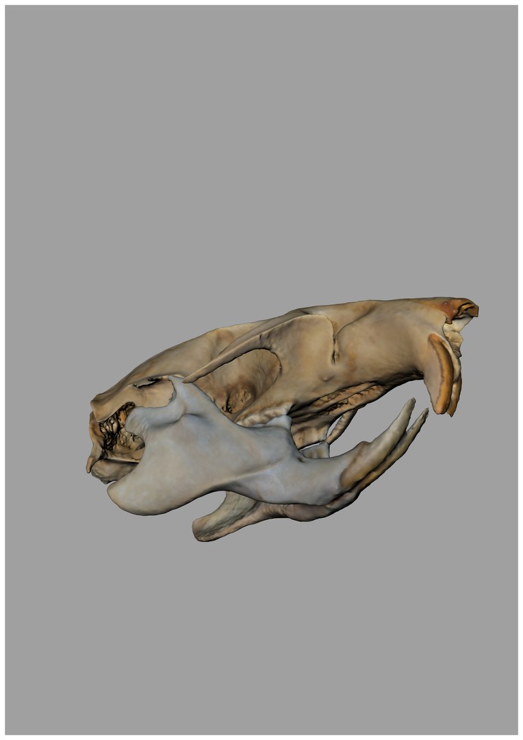 Rat Skull 3d Model