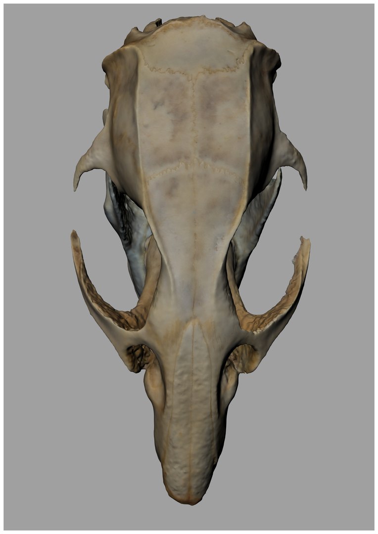 Rat Skull 3d Model