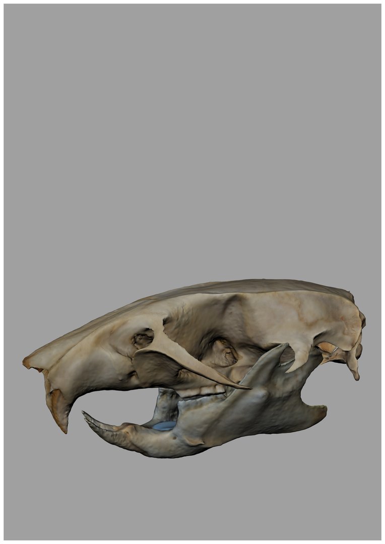 Rat Skull 3d Model