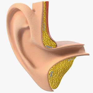3D model ear structure