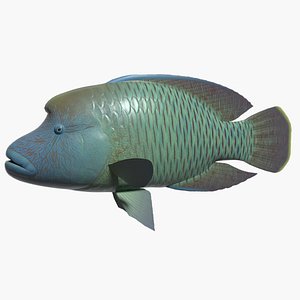 Humphead wrasse