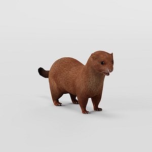 3D American Mink model