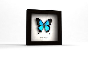 3d butterfly shadow box model