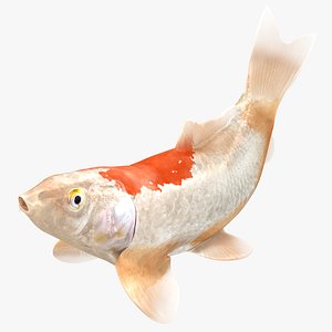 Japanese Carp Fish Rigged L1846 3D model
