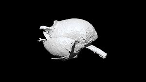 Antirrhinum majus 3D CT scan model decimate 30 percent 3D model