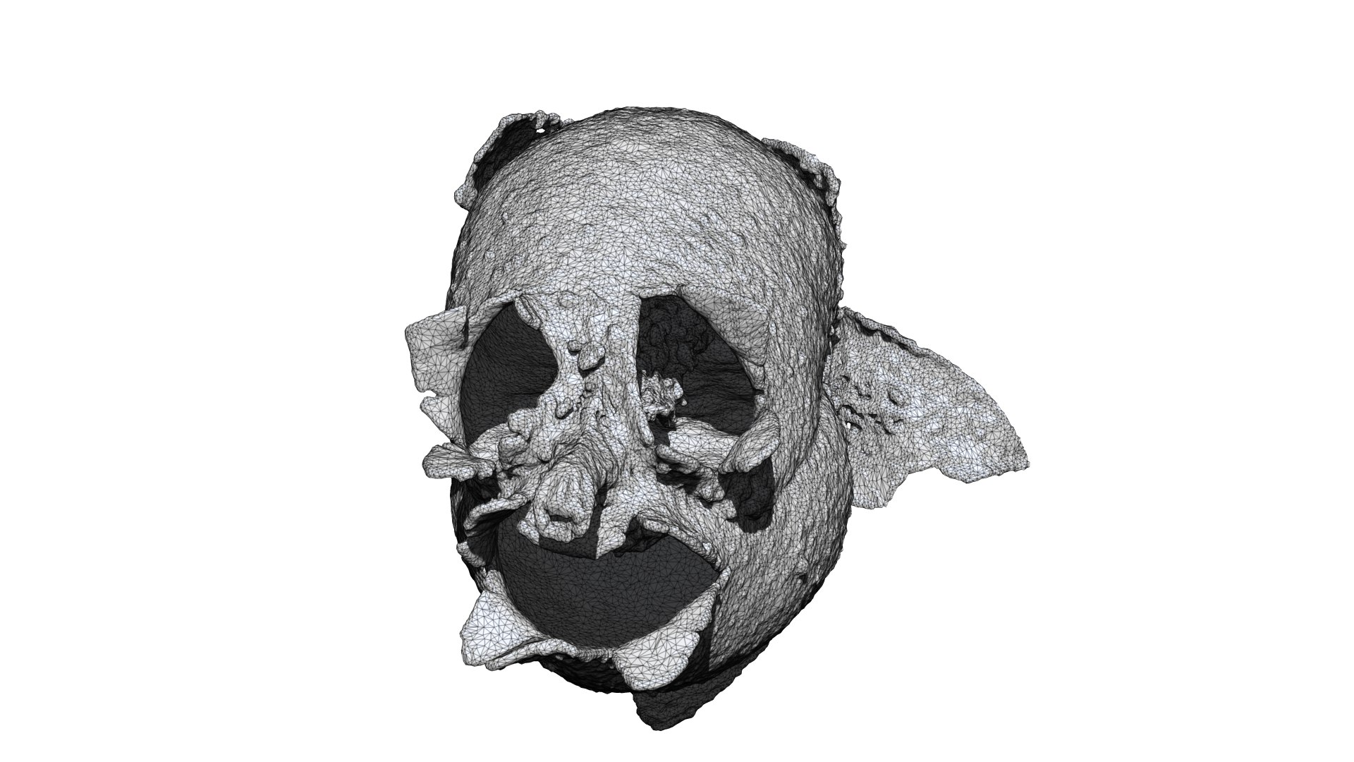 Antirrhinum majus 3D CT scan model decimate 30 percent 3D model https://p.turbosquid.com/ts-thumb/5S/UsPXnc/nR/1/png/1664440070/1920x1080/fit_q87/9d91c1c808014915b5c1fd5d83985361d9744fe4/1.jpg