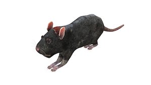 Rat 3D model