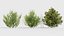 Rhamnus aternus 意大利沙棘