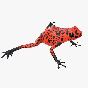 Orange and Black Dart Frog