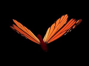3d butterfly
