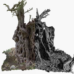 Giant Ancient Olive Tree 11  RAW 3D Scan  2x16k  1x16k Textures OBJ 3D model