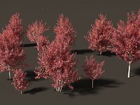 Prunus virginiana - Chokecherry 02