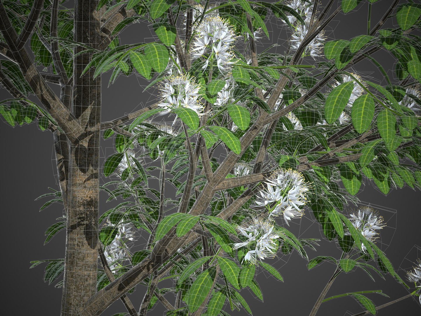 3D XfrogPlants Grey Myrtle - Backhousia Myrtifolia Model - TurboSquid
