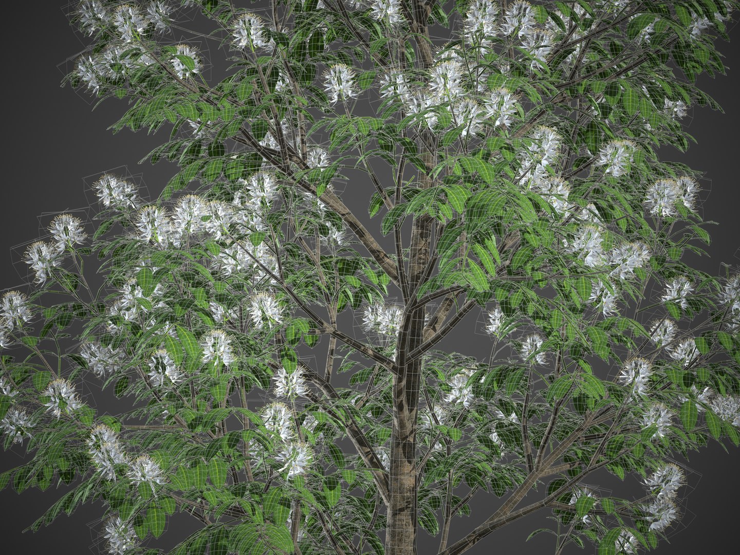 3D XfrogPlants Grey Myrtle - Backhousia Myrtifolia Model - TurboSquid
