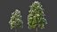 3D XfrogPlants Grey Myrtle - Backhousia Myrtifolia model