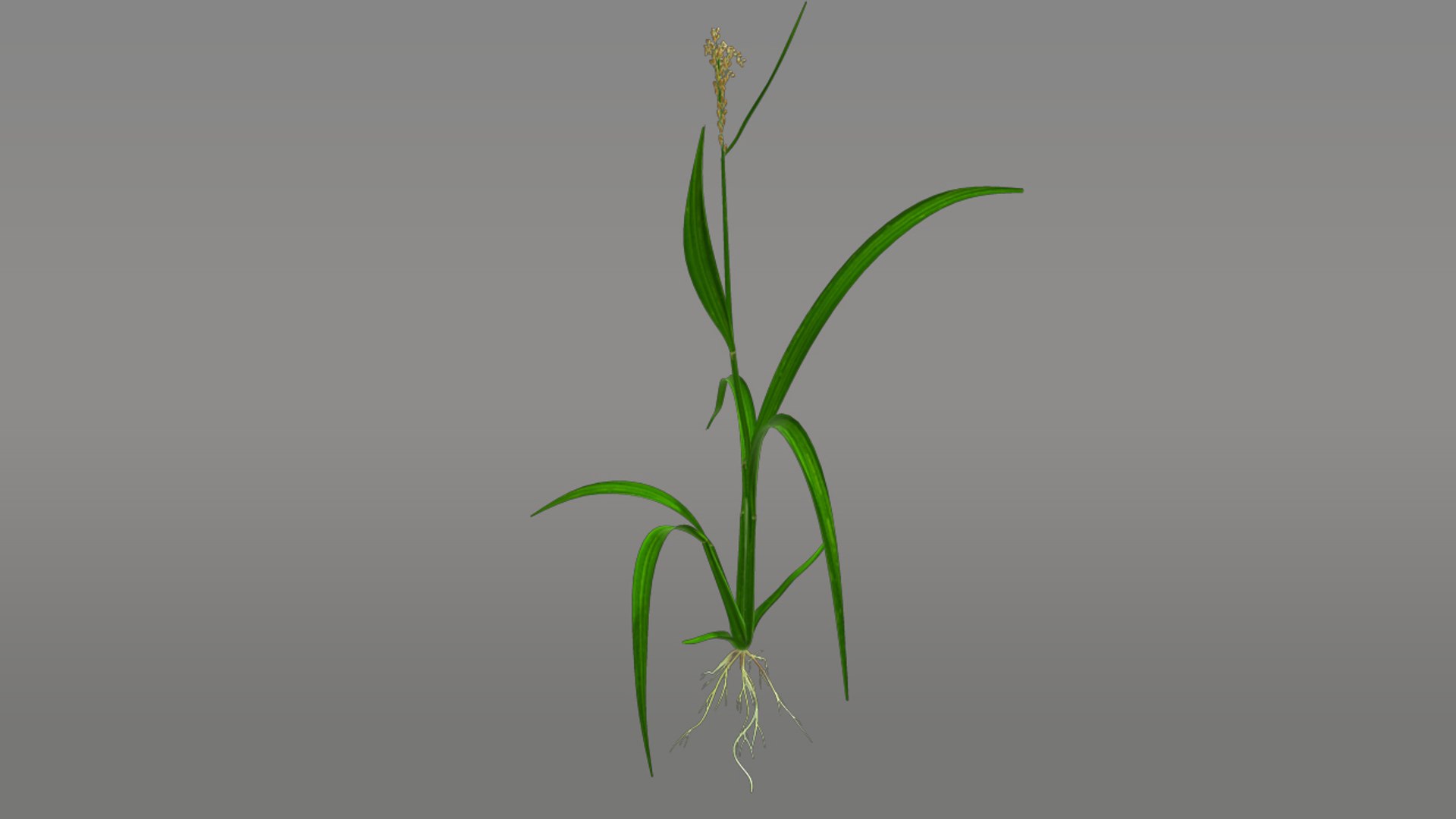 3d Model Fibrous Root