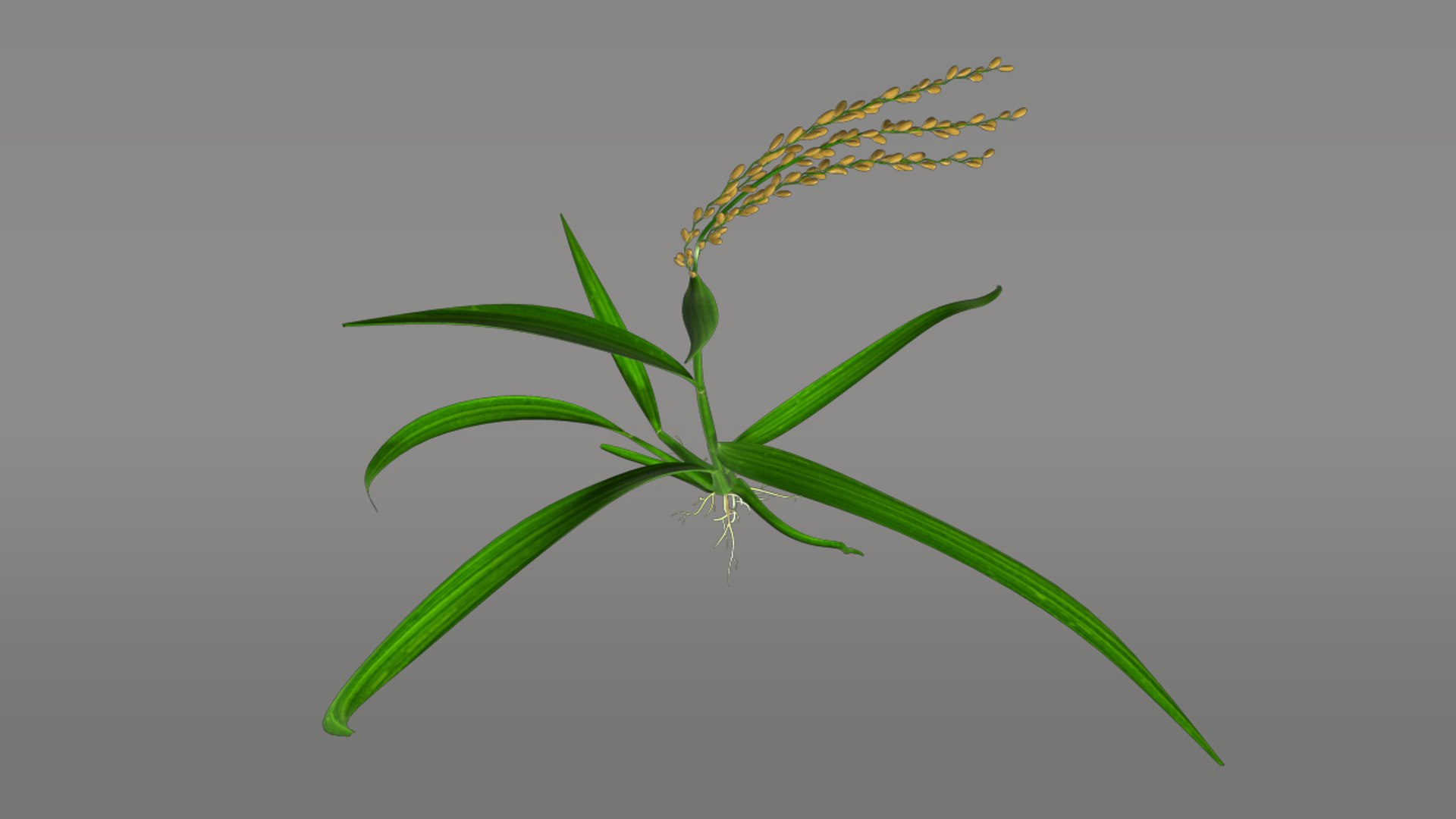 3d Model Fibrous Root