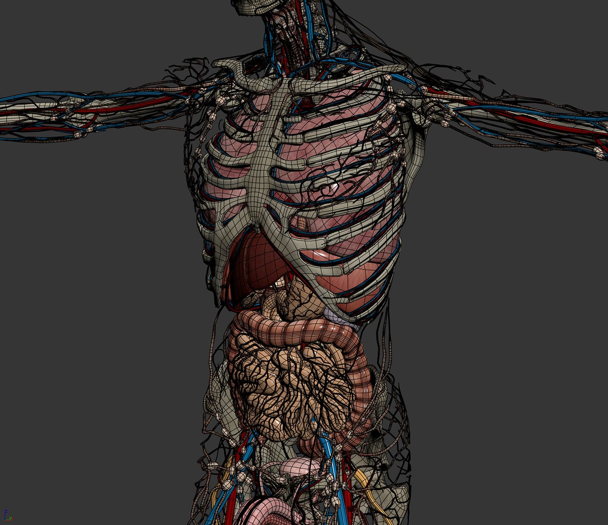 3d human male anatomy - model https://p.turbosquid.com/ts-thumb/5T/D8w3Cx/08/anatomymalefull009/jpg/1741731202/1920x1080/fit_q87/f14dc482e73420403a0105996300b3dcabb7e24b/anatomymalefull009.jpg