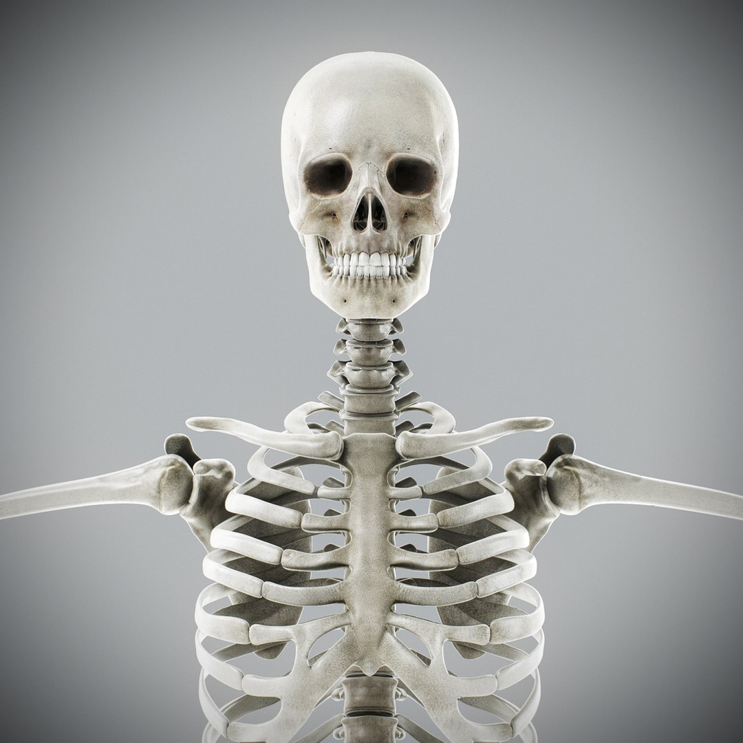 3d human male anatomy - model https://p.turbosquid.com/ts-thumb/5T/D8w3Cx/2E/anatomymalefull046/jpg/1741731230/1920x1080/fit_q87/00b7cf0ea4ffbf4cc4cfedf248d47495615a3184/anatomymalefull046.jpg