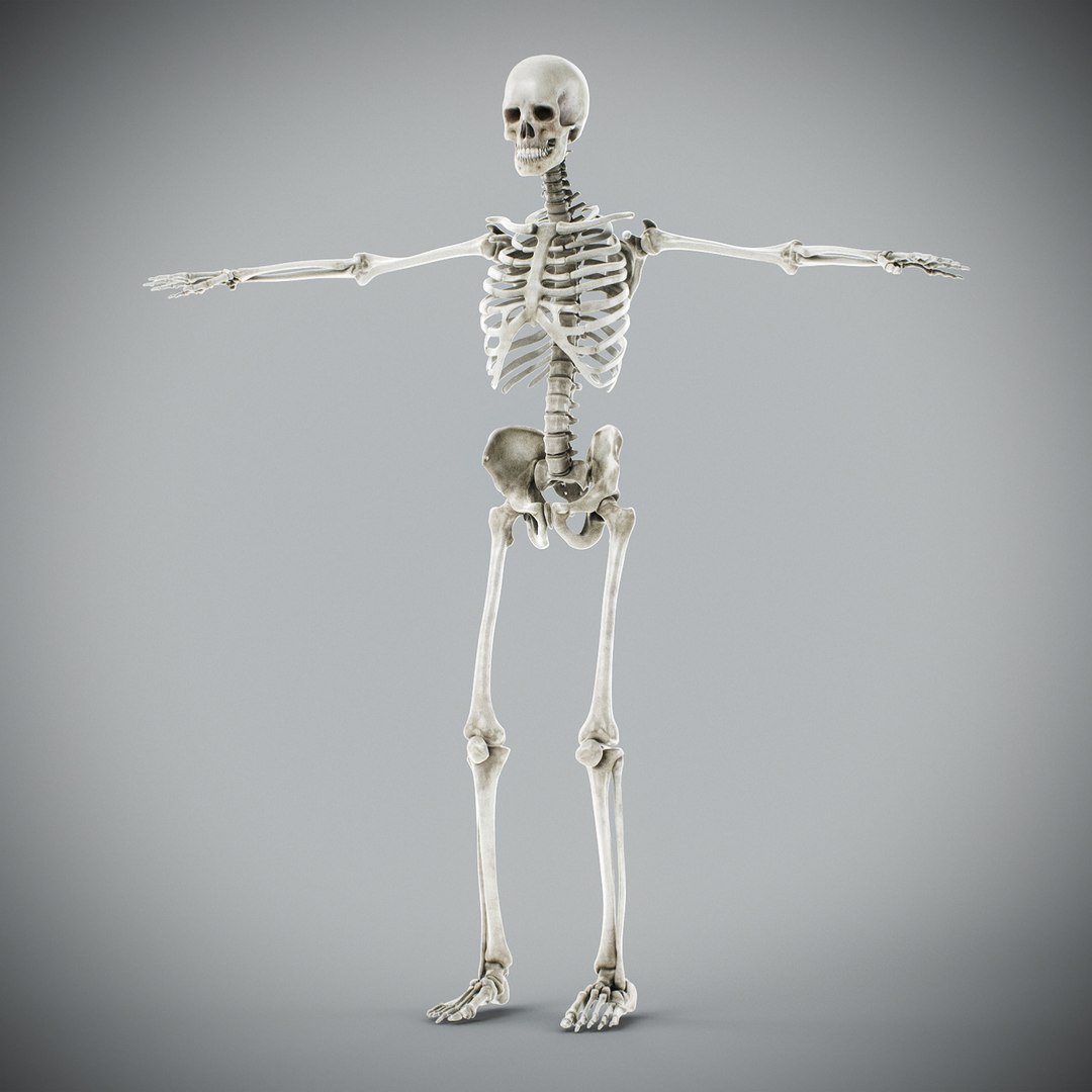 3d human male anatomy - model https://p.turbosquid.com/ts-thumb/5T/D8w3Cx/37/anatomymalefull022/jpg/1741731212/1920x1080/fit_q87/1896ebae2e3338a4577a52ef0ee053676b9ddd4a/anatomymalefull022.jpg