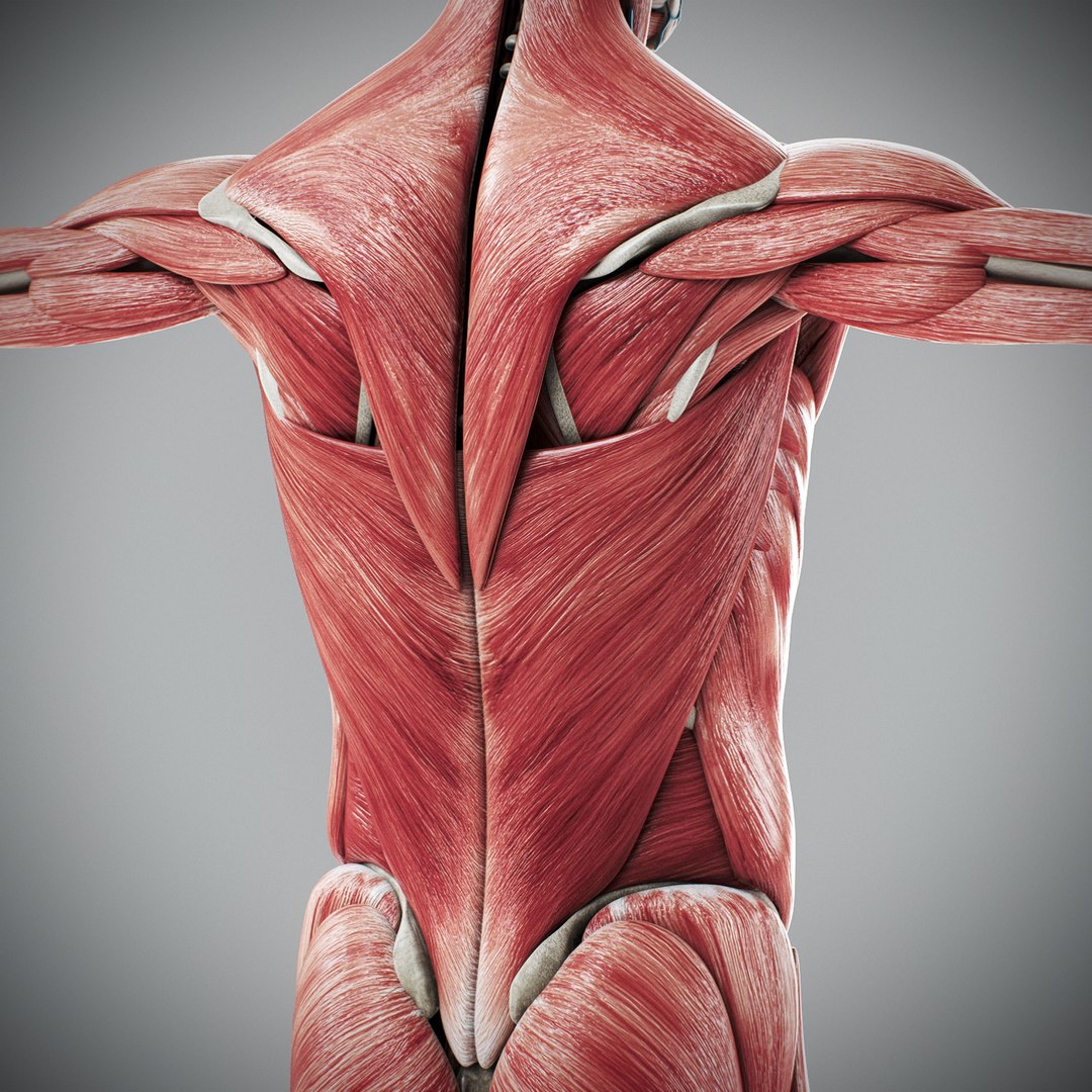 3d human male anatomy - model https://p.turbosquid.com/ts-thumb/5T/D8w3Cx/3E/anatomymalefull076/jpg/1741731286/1920x1080/fit_q87/33fd8d729eb8caefd01bc1fb1f547f5f6f558be6/anatomymalefull076.jpg