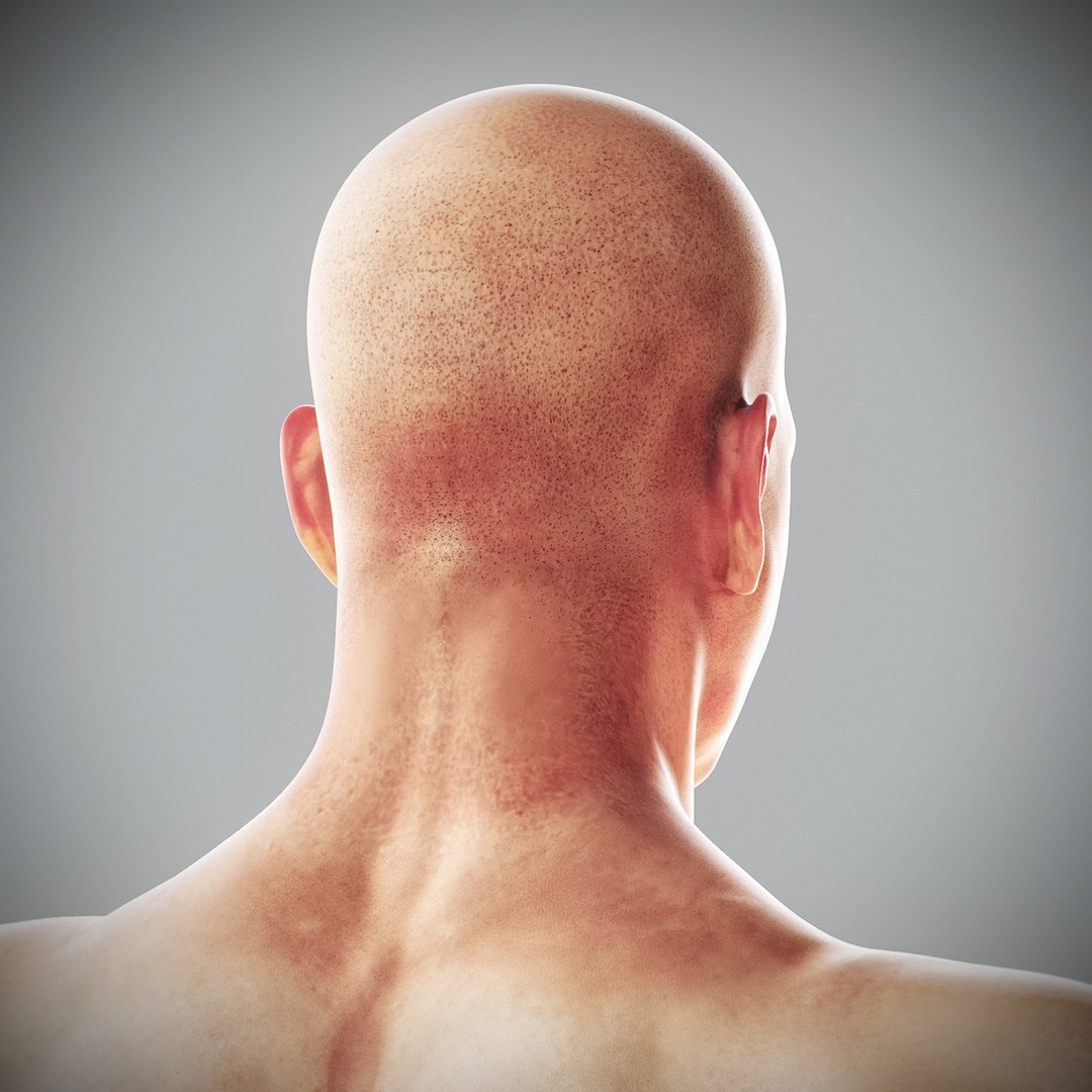 3d human male anatomy - model https://p.turbosquid.com/ts-thumb/5T/D8w3Cx/3p/anatomymalefull058/jpg/1741731241/1920x1080/fit_q87/965397ef16e653dded307c43de7a367409355df2/anatomymalefull058.jpg