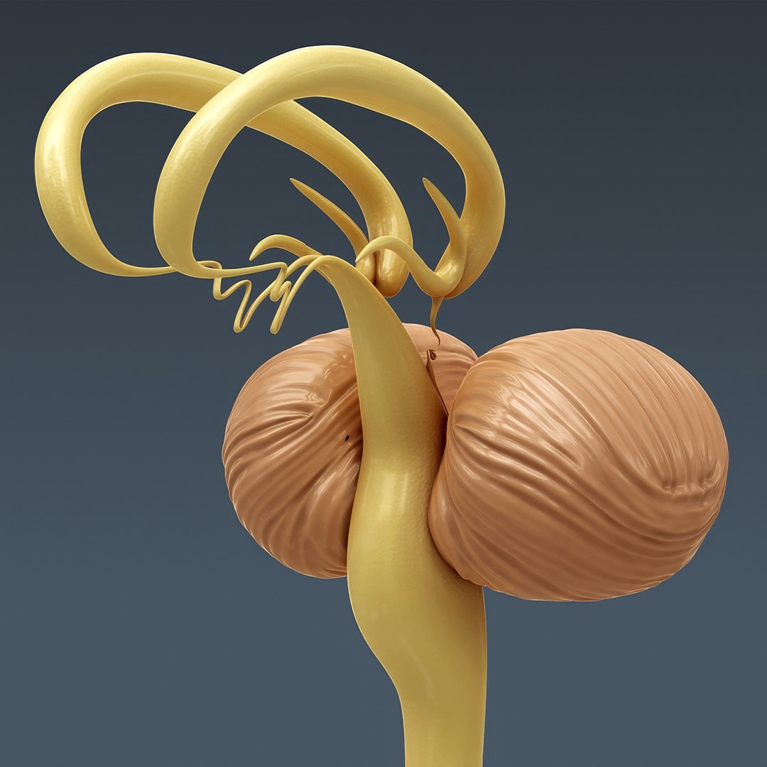 3d human male anatomy - model https://p.turbosquid.com/ts-thumb/5T/D8w3Cx/4F/anatomymalefull087/jpg/1741731323/1920x1080/fit_q87/125e1e829fb5b3878008faf9ae9ccda4750e1898/anatomymalefull087.jpg