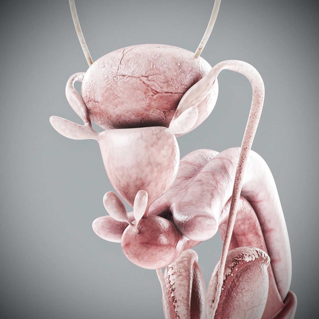 3d human male anatomy - model https://p.turbosquid.com/ts-thumb/5T/D8w3Cx/6v/anatomymalefull054/jpg/1741731236/1920x1080/fit_q87/1d926a6925295070bba190bde14c7ffd821b04a5/anatomymalefull054.jpg