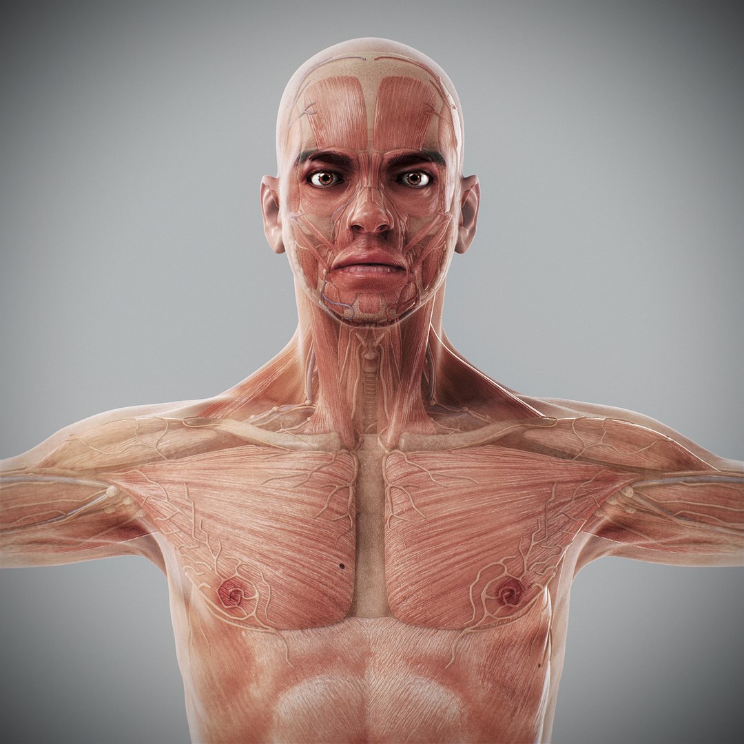 3d human male anatomy - model https://p.turbosquid.com/ts-thumb/5T/D8w3Cx/7B/anatomymalefull044/jpg/1741731229/1920x1080/fit_q87/ff2612da01a4c95f08cc366c88cf753f85189bd9/anatomymalefull044.jpg
