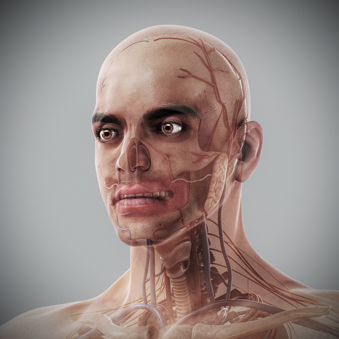 3d human male anatomy - model https://p.turbosquid.com/ts-thumb/5T/D8w3Cx/8X/anatomymalefull090/jpg/1741731334/1920x1080/fit_q87/b63b2297c4562667132432d9fdf5aa9bf7330156/anatomymalefull090.jpg