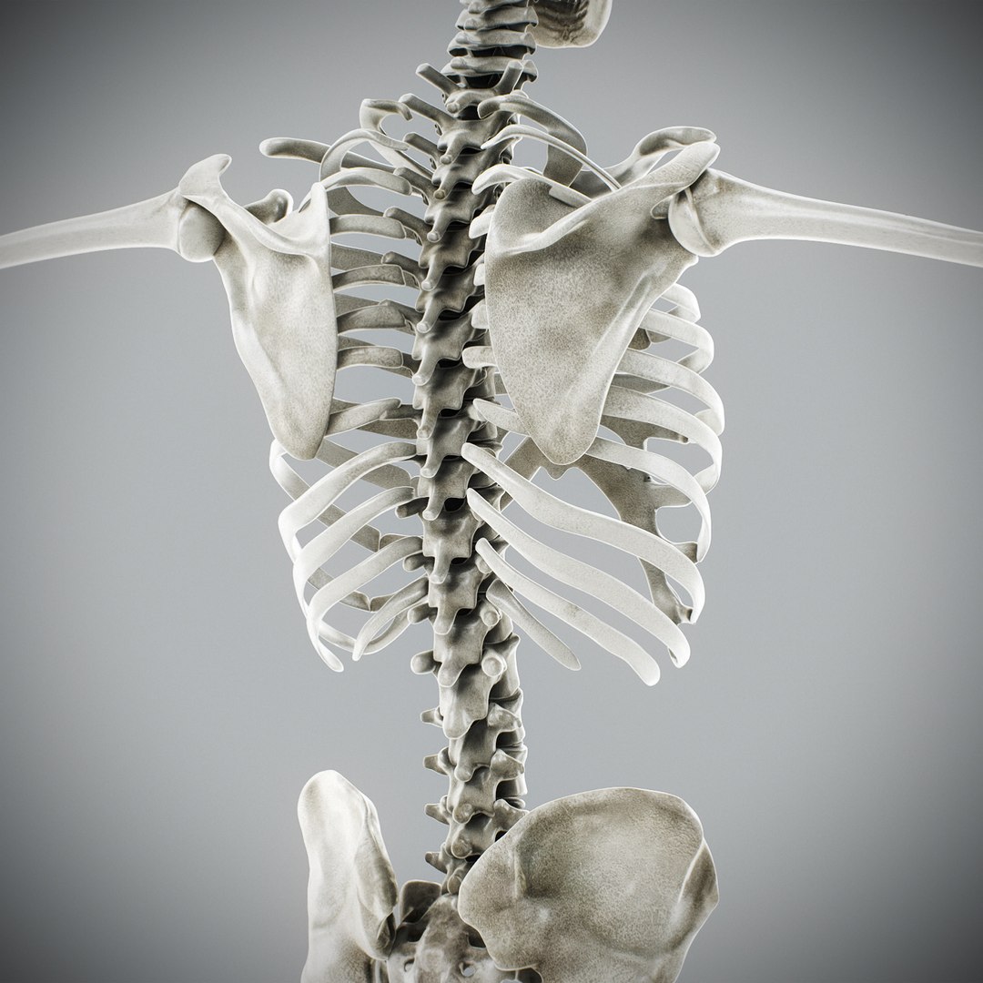 3d human male anatomy - model https://p.turbosquid.com/ts-thumb/5T/D8w3Cx/8o/anatomymalefull107/jpg/1741731387/1920x1080/fit_q87/fb2c213b32f556fc3811d3b20acfb0e774b5eca0/anatomymalefull107.jpg