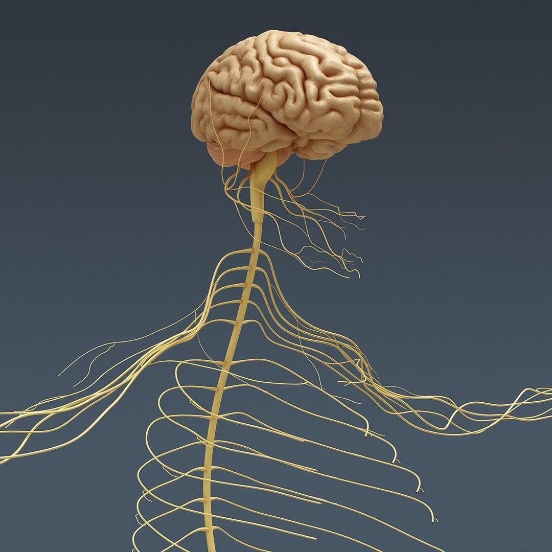 3d human male anatomy - model https://p.turbosquid.com/ts-thumb/5T/D8w3Cx/9E/anatomymalefull030/jpg/1741731217/1920x1080/fit_q87/5ad766b7a5a4519afa8dd4eba868c49371c7a9b4/anatomymalefull030.jpg