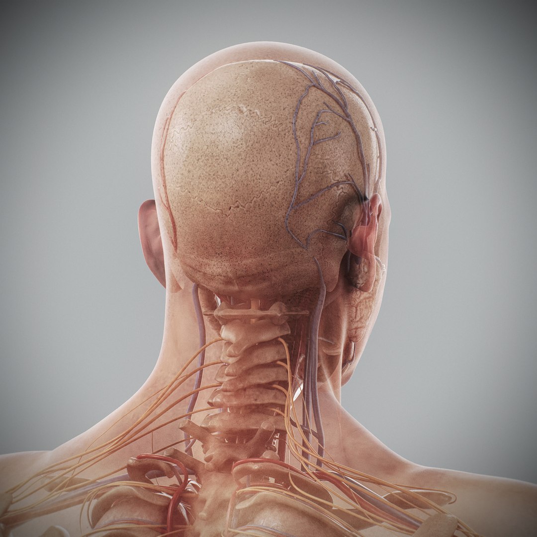 3d human male anatomy - model https://p.turbosquid.com/ts-thumb/5T/D8w3Cx/A4/anatomymalefull092/jpg/1741731340/1920x1080/fit_q87/035cb7eb12d5ece6b0b4009d3589eac774e574ca/anatomymalefull092.jpg
