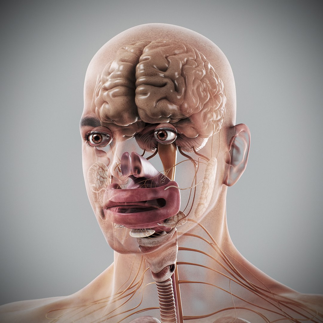 3d human male anatomy - model https://p.turbosquid.com/ts-thumb/5T/D8w3Cx/BX/anatomymalefull091/jpg/1741731336/1920x1080/fit_q87/ad7e27a50a9da507a82c88de4e818f77e79d3a89/anatomymalefull091.jpg