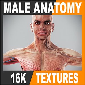 Human Male Complete Anatomy