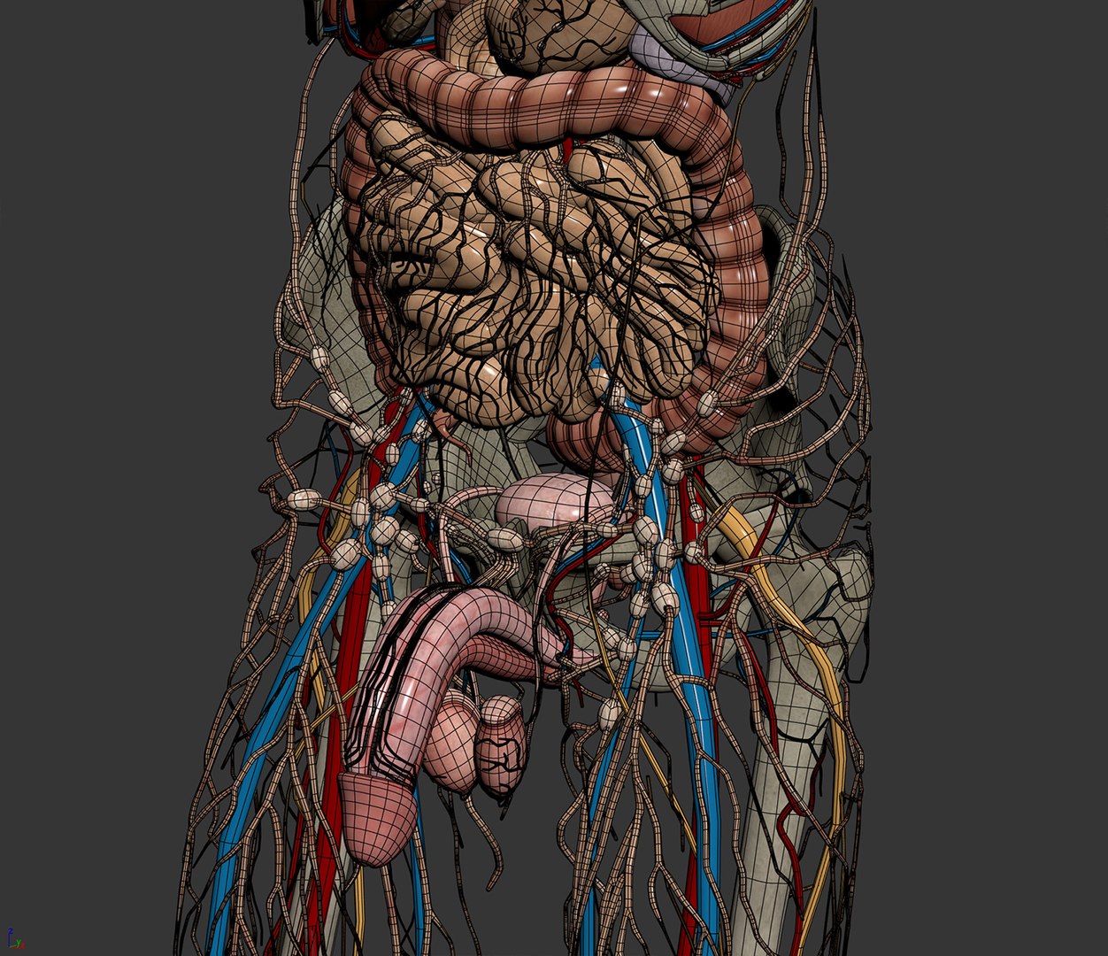 3d human male anatomy - model https://p.turbosquid.com/ts-thumb/5T/D8w3Cx/Bo/anatomymalefull016/jpg/1741731222/1920x1080/fit_q87/219bd57badb548a9cbae551c7ad8b1a596f9d45f/anatomymalefull016.jpg