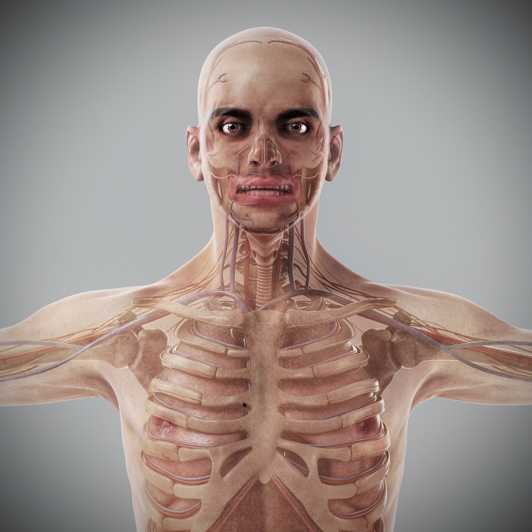 3d human male anatomy - model https://p.turbosquid.com/ts-thumb/5T/D8w3Cx/Bz/anatomymalefull010/jpg/1741731203/1920x1080/fit_q87/9318ca97ff9cb9fc5097161b041144243853f4be/anatomymalefull010.jpg