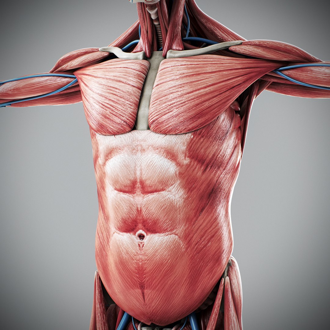 3d human male anatomy - model https://p.turbosquid.com/ts-thumb/5T/D8w3Cx/Cs/anatomymalefull073/jpg/1741731271/1920x1080/fit_q87/e0345021c06bd9fa5157c52a351db1c081f30c79/anatomymalefull073.jpg