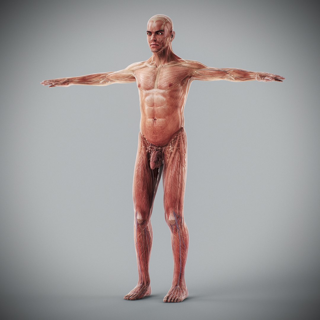 3d human male anatomy - model https://p.turbosquid.com/ts-thumb/5T/D8w3Cx/D7/anatomymalefull019/jpg/1741731210/1920x1080/fit_q87/a3215dba2985209af2cceebed909e4d7f5a2e893/anatomymalefull019.jpg