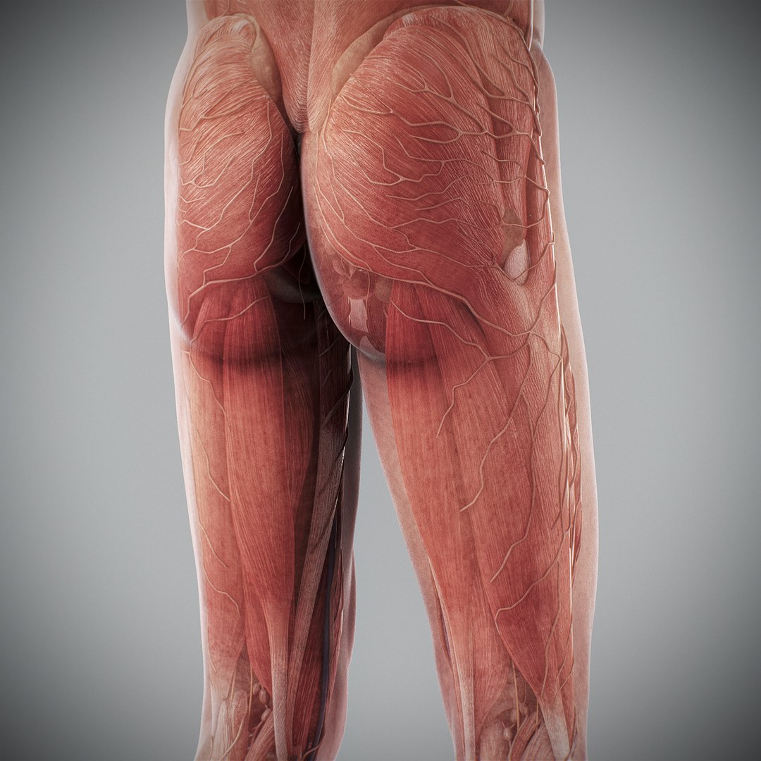 3d human male anatomy - model https://p.turbosquid.com/ts-thumb/5T/D8w3Cx/Dj/anatomymalefull080/jpg/1741731299/1920x1080/fit_q87/86917f62f80118ee26940848dac29455e409fec2/anatomymalefull080.jpg