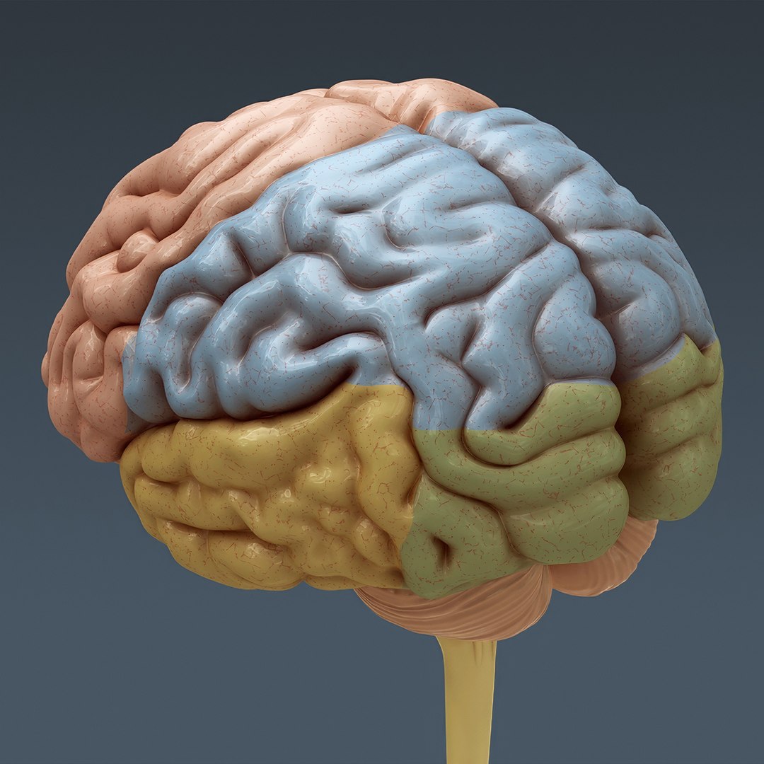 3d human male anatomy - model https://p.turbosquid.com/ts-thumb/5T/D8w3Cx/EW/anatomymalefull035/jpg/1741731222/1920x1080/fit_q87/73eb74112014549d9b5ddff78fd801c3eb9c7d1d/anatomymalefull035.jpg