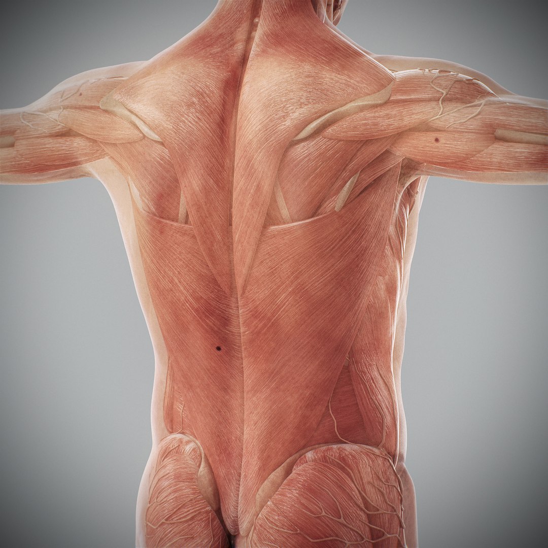 3d human male anatomy - model https://p.turbosquid.com/ts-thumb/5T/D8w3Cx/Fq/anatomymalefull075/jpg/1741731278/1920x1080/fit_q87/365aca38bce6b3b0a3524755f2e5a22c940bed61/anatomymalefull075.jpg