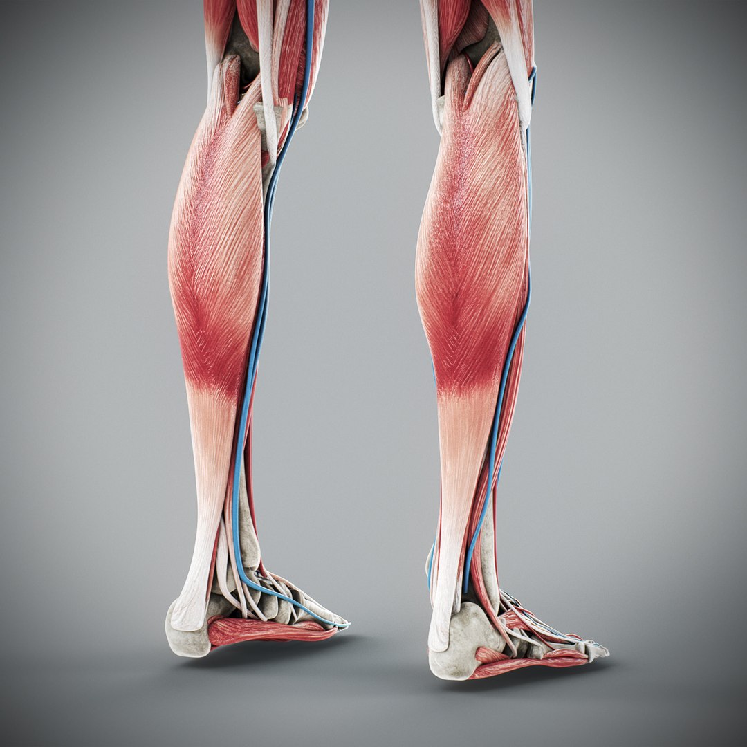 3d human male anatomy - model https://p.turbosquid.com/ts-thumb/5T/D8w3Cx/H6/anatomymalefull085/jpg/1741731315/1920x1080/fit_q87/a1e117bf5f9338fe6869416d6783d393092d06d0/anatomymalefull085.jpg