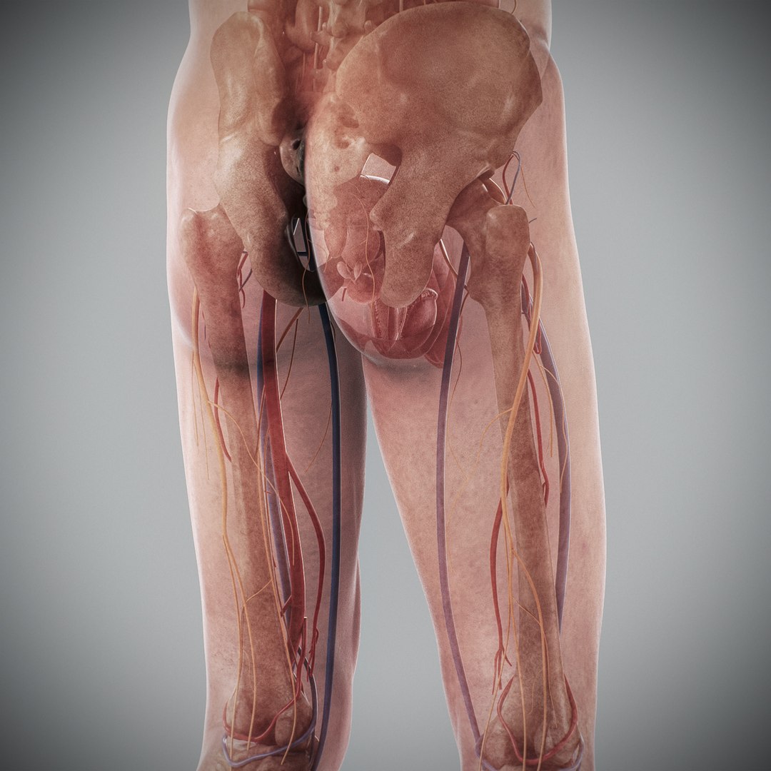 3d human male anatomy - model https://p.turbosquid.com/ts-thumb/5T/D8w3Cx/HP/anatomymalefull094/jpg/1741731345/1920x1080/fit_q87/f11f77270fd2bf724a41afc9212a2cbc04314e64/anatomymalefull094.jpg