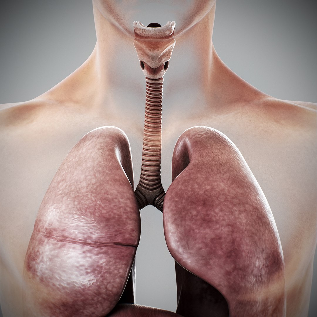 3d human male anatomy - model https://p.turbosquid.com/ts-thumb/5T/D8w3Cx/Hx/anatomymalefull100/jpg/1741731366/1920x1080/fit_q87/bde1d4b339246a09e28fb3459928727ef1a6f6c4/anatomymalefull100.jpg