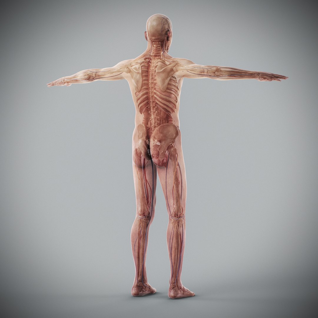 3d human male anatomy - model https://p.turbosquid.com/ts-thumb/5T/D8w3Cx/Ka/anatomymalefull069/jpg/1741731252/1920x1080/fit_q87/e7489e0a4d12edeaaf184779a98e5c96e0604ac5/anatomymalefull069.jpg