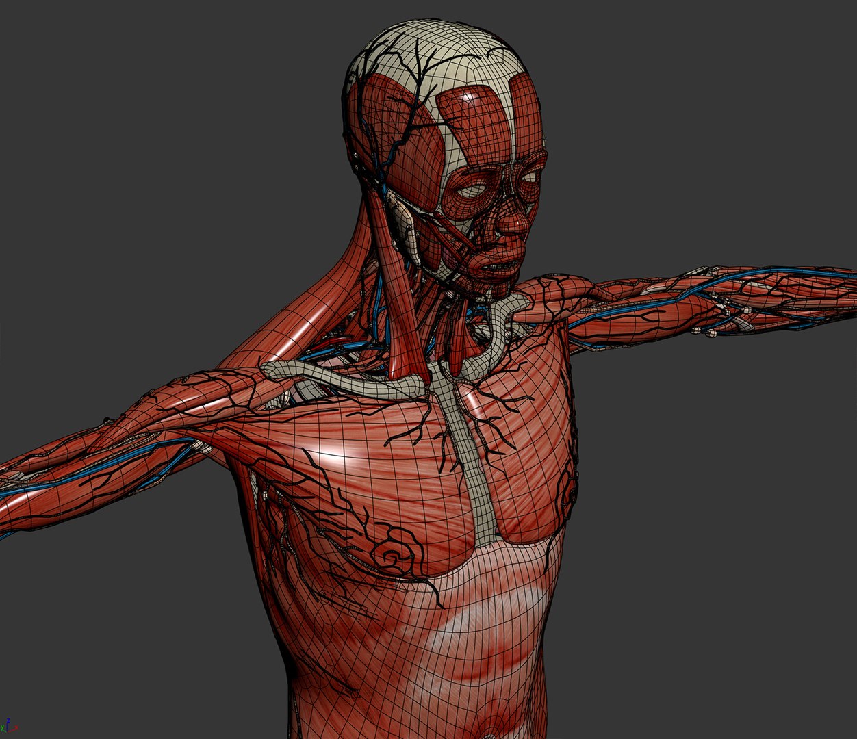 3d human male anatomy - model https://p.turbosquid.com/ts-thumb/5T/D8w3Cx/LK/anatomymalefull033/jpg/1741731220/1920x1080/fit_q87/7cc8d6287d30c11414c9b75b256b4c393b5c7e1f/anatomymalefull033.jpg
