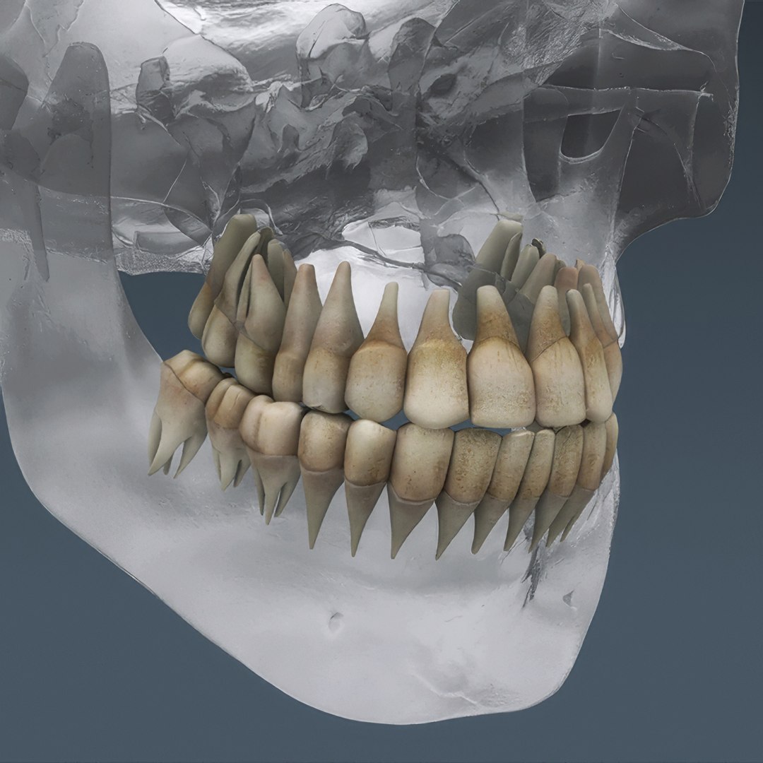 3d human male anatomy - model https://p.turbosquid.com/ts-thumb/5T/D8w3Cx/MI/anatomymalefull028/jpg/1741731215/1920x1080/fit_q87/6c5d5bf95381f9fa67d40b2268f60eb91f725fcc/anatomymalefull028.jpg